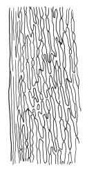 Dicranoloma obesifolium, mid laminal cells at margin. Drawn from A.J. Fife 8434, CHR 464665, and W. Martin 550.1, CHR 528805.
 Image: R.C. Wagstaff © Landcare Research 2018 